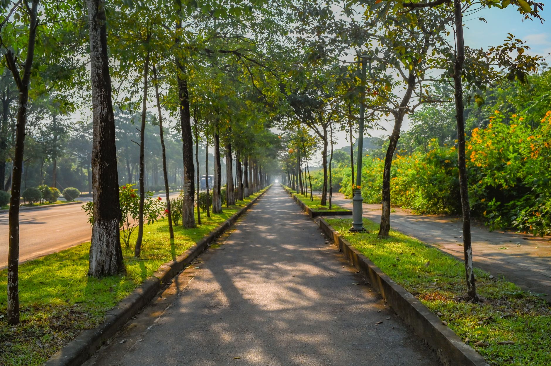 Camino de parque con árboles y luz solar filtrada para paseo matutino