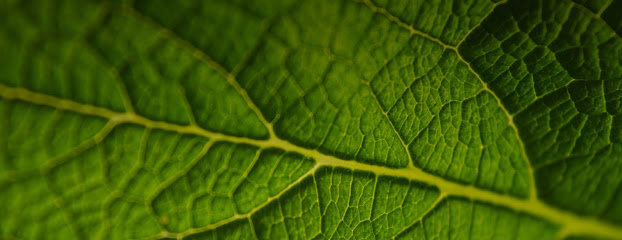 Bio Consulting & Agriculture Business S.L. - foto 1