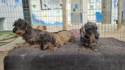 Hotel Canino y Felino El Rey de la Casa - cat & dog boarding kennels - foto 1