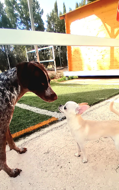 Hotel Mascotas Peludetes San Vicente del Raspeig - foto 1