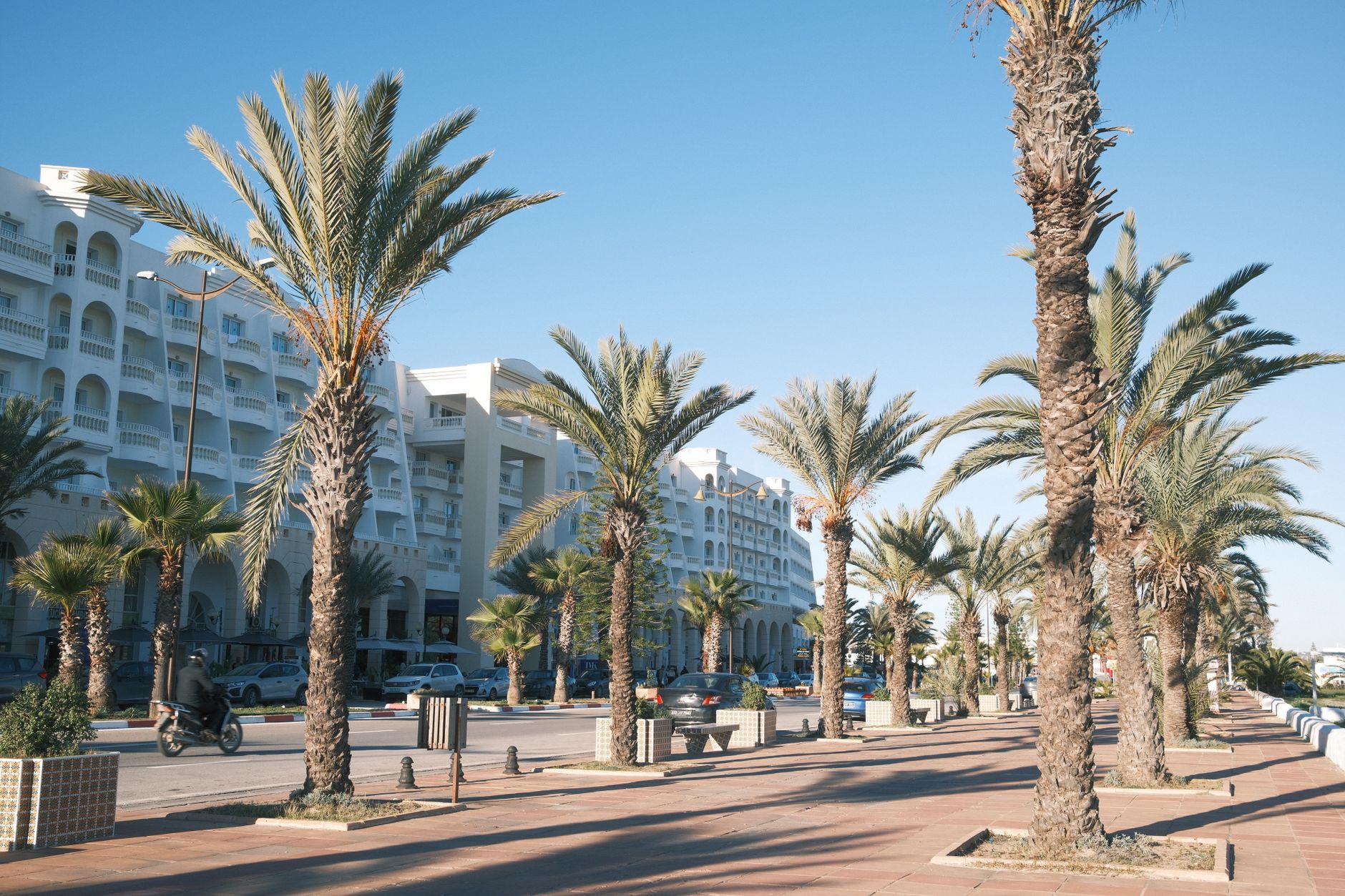 Palmeras en el palmeral urbano