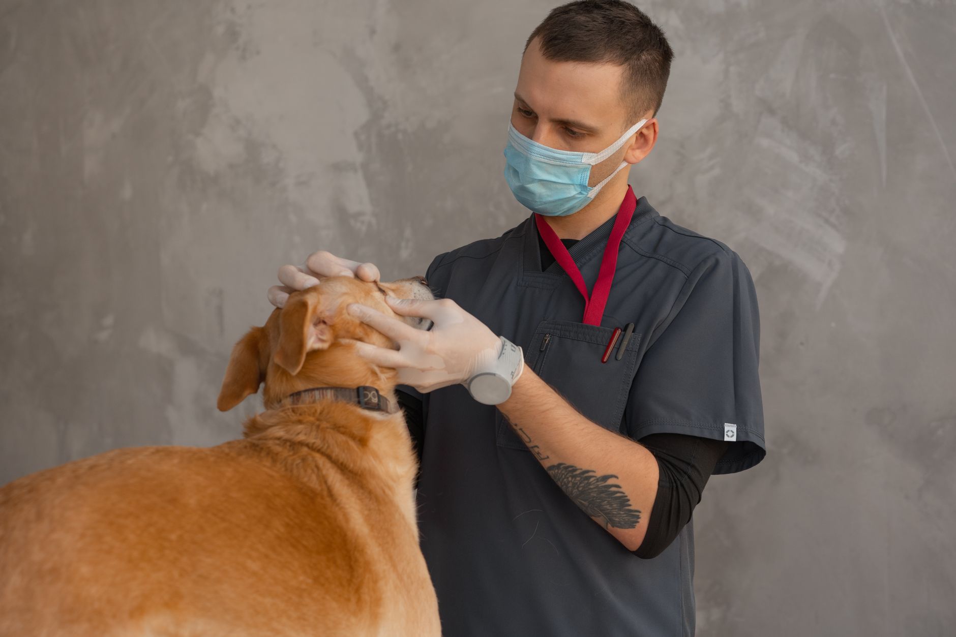 Veterinario examinando perro en mesa de consulta veterinaria