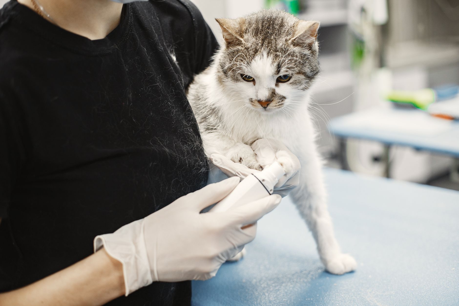 Interior y ambiente de Clínica Veterinaria Falco en San Vicente del Raspeig