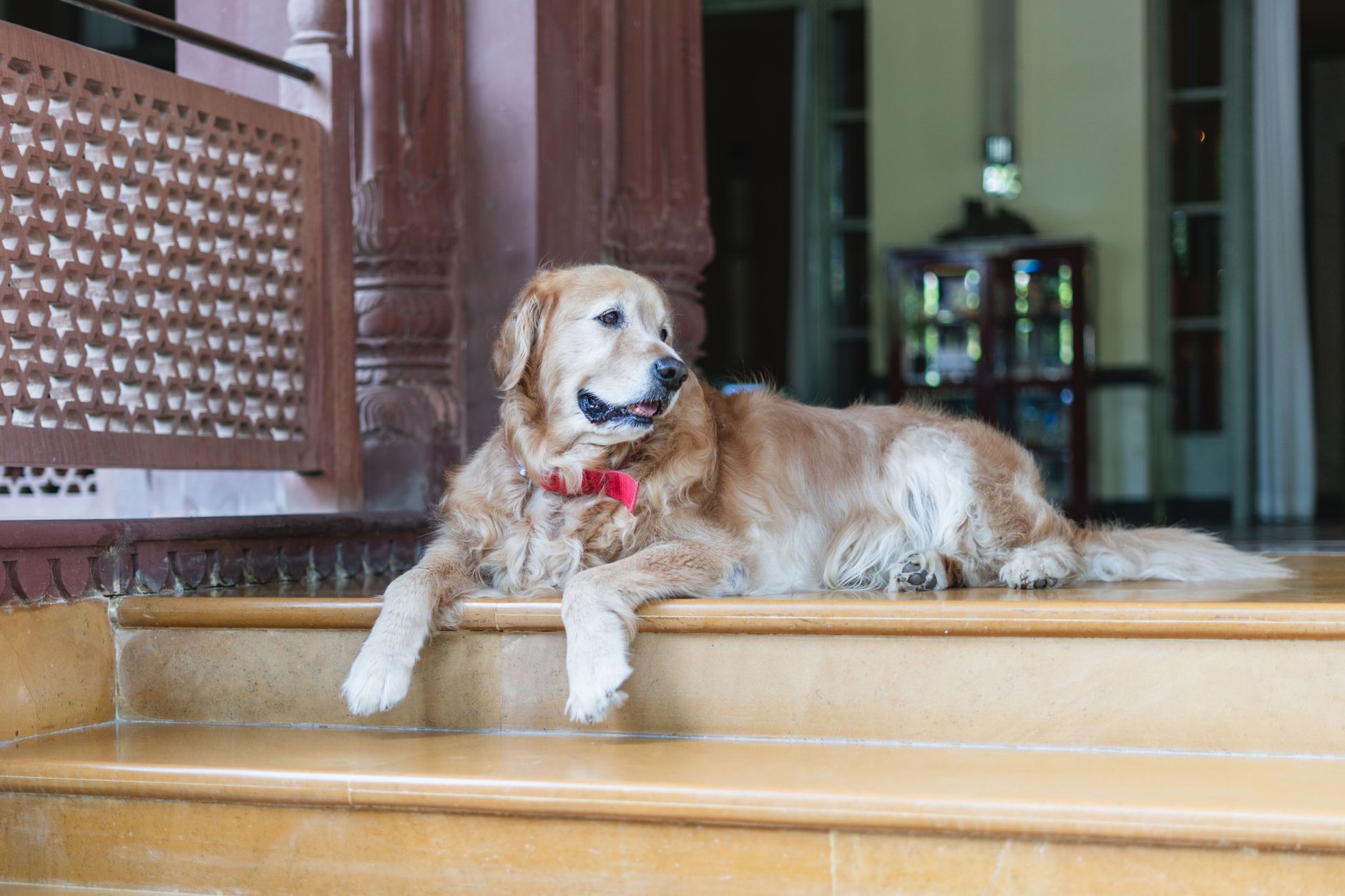 Hotel Mascotas Peludetes San Vicente del Raspeig