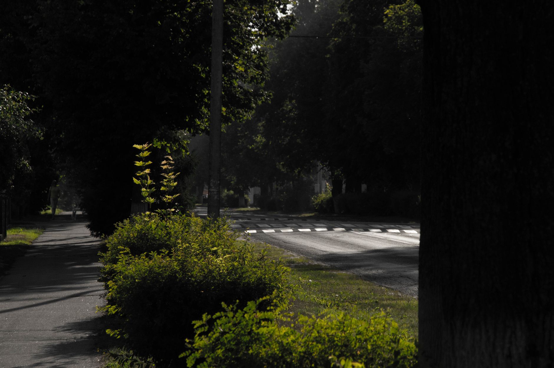 Plantaci&oacute;n de &aacute;rboles y zonas verdes en reforma de calle urbana San Vicente del Raspeig